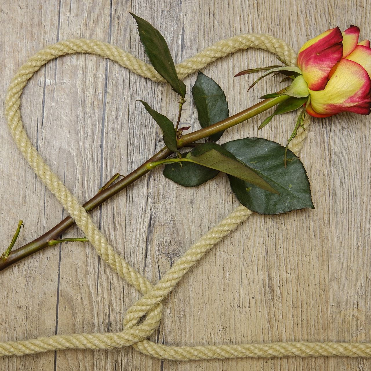 Rope Bondage Fundamentals 1 with Mx. Knotty- Eugene