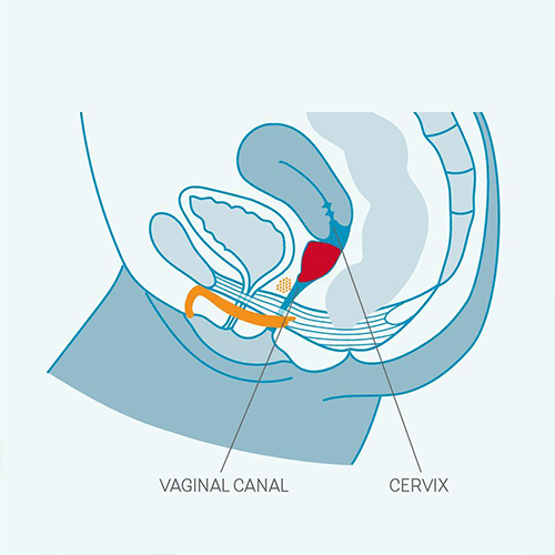 Fun Cups Body Safe Menstrual Cups