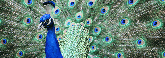 Male Peacock