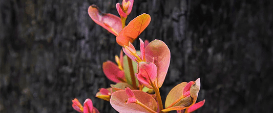 Orange flowers grow from black charred wood